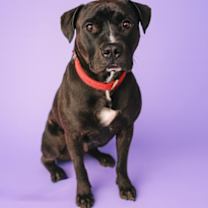 Thumbnail photo of Lil Sebastian #2