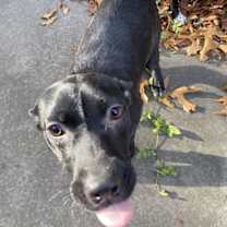 Thumbnail photo of Poinsetta #3