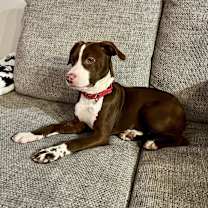 Thumbnail photo of Nutmeg #1