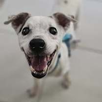 Thumbnail photo of Skippy #1