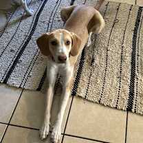 Thumbnail photo of Frank #2