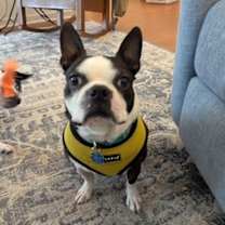 Thumbnail photo of Lily Rose KY4414 #1