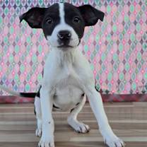 Thumbnail photo of Ada #2