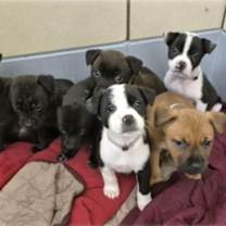 Thumbnail photo of Ada #3