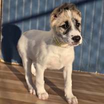 Thumbnail photo of Blossom #1