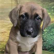 Thumbnail photo of Munchy #1