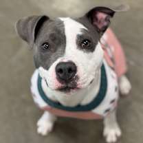 Thumbnail photo of Navi #1