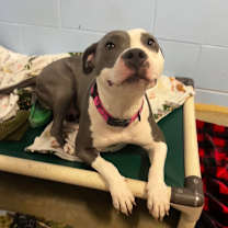 Thumbnail photo of Navi #4