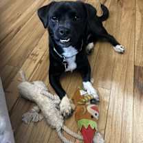 Thumbnail photo of Cinnamon #1