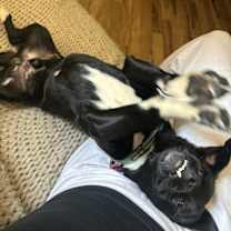 Thumbnail photo of Cinnamon #3