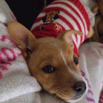 Thumbnail photo of Jingle #2