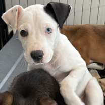 Thumbnail photo of Stormy #1