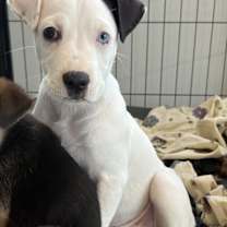 Thumbnail photo of Stormy #2