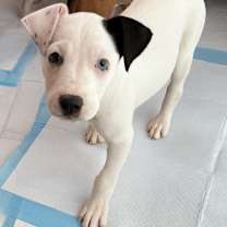 Thumbnail photo of Stormy #3