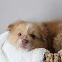 Thumbnail photo of 1007 Scone #3