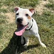 Thumbnail photo of Frito #2