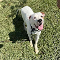 Thumbnail photo of Frito #4