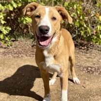 Thumbnail photo of Bruno #1