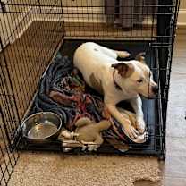 Thumbnail photo of Queen #3