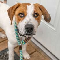 Thumbnail photo of Waffles #3