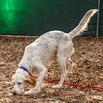 Thumbnail photo of Lefty #4