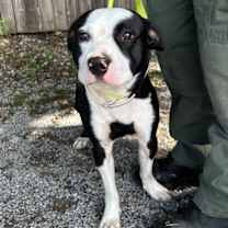 Thumbnail photo of Oreo /Valentine #1