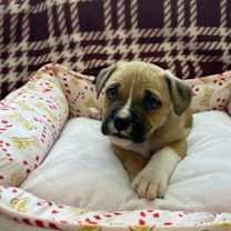 Thumbnail photo of Cherry #1