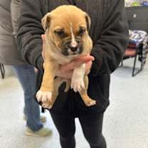 Thumbnail photo of Cherry #2