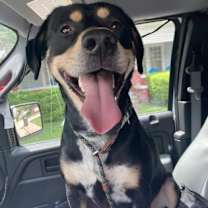 Thumbnail photo of Bird #1