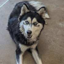 Thumbnail photo of Athena #1