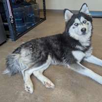 Thumbnail photo of Athena #2