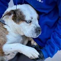 Thumbnail photo of Iris* #3