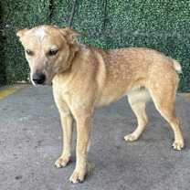 Thumbnail photo of Bindi* #3