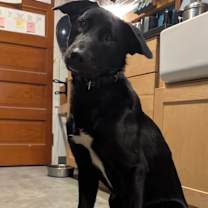 Thumbnail photo of Kumo #2