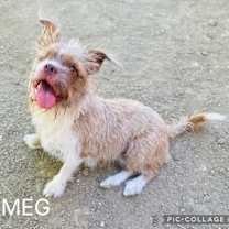 Thumbnail photo of Nutmeg #4