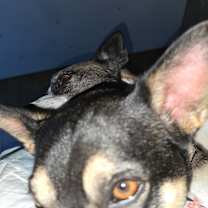 Thumbnail photo of Boomer #2