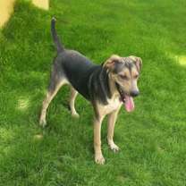 Thumbnail photo of Barnabas #4