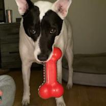 Thumbnail photo of Baxter and Diesel cattlemen! #3