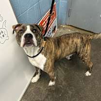 Thumbnail photo of Rocky #3