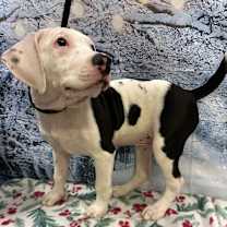 Thumbnail photo of Mercy #1