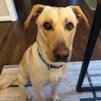 Thumbnail photo of Frost Bladen #1