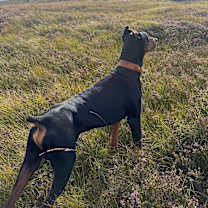 Thumbnail photo of Nox #3