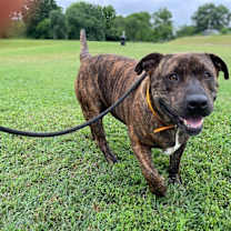 Thumbnail photo of Azula #1