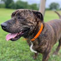 Thumbnail photo of Azula #2