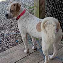 Thumbnail photo of Kyrie #4