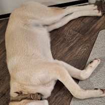 Thumbnail photo of Rufus #3