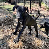 Thumbnail photo of Whisker #1