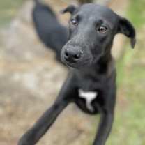 Thumbnail photo of Whisker #2