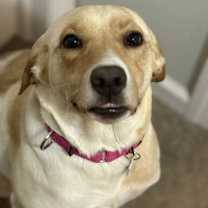 Thumbnail photo of Bailey #1