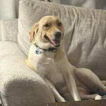 Thumbnail photo of Bailey #2